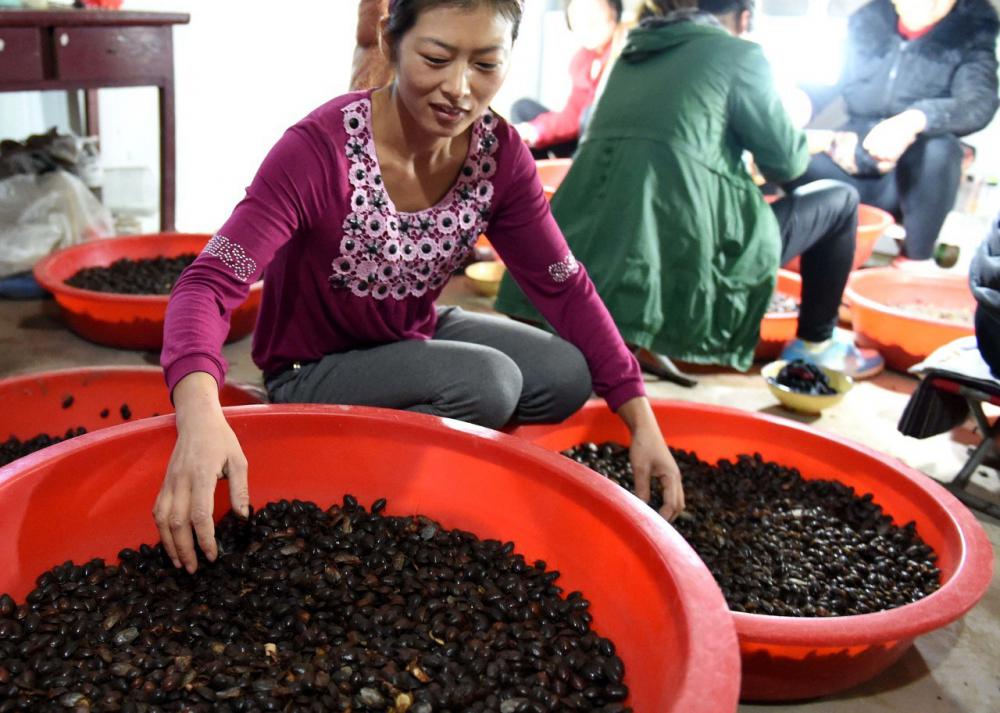 黄粉虫价格（五花八门的特种养殖）
