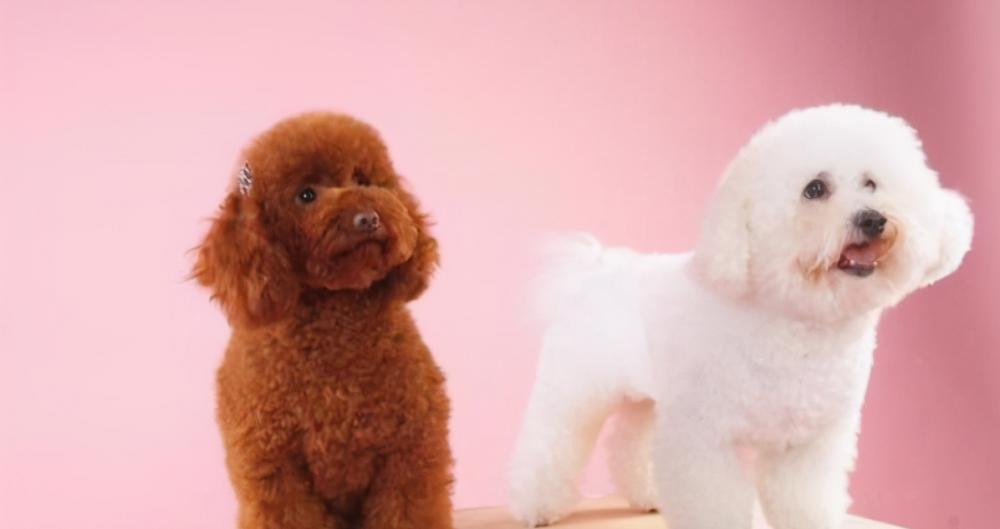 比熊價格（泰迪犬和比熊犬誰更好養）