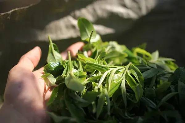 福鼎老白茶价格表（清冽醇柔的正宗福鼎白茶）