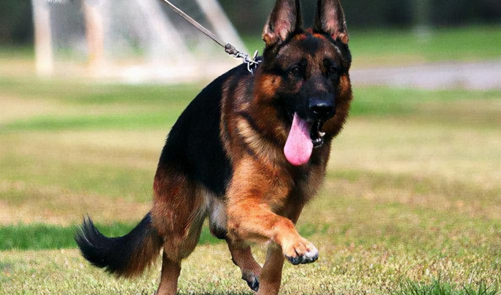 秋田犬价格（这6种狗）