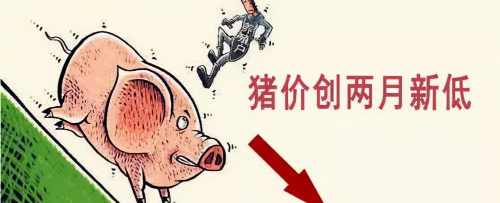 今日牛价行情价格表（猪价大跌61）
