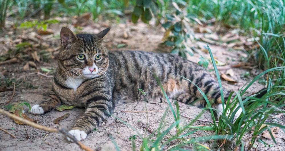 金吉拉价格（6种常见宠物猫的价格）
