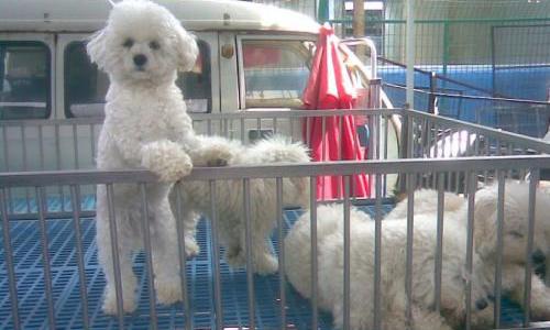 比熊价格(比熊价格为何这么低)