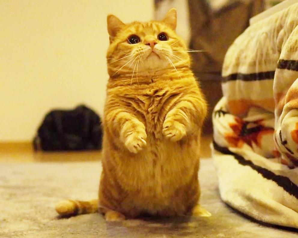 短腿猫价格多少钱一只（矮脚猫）