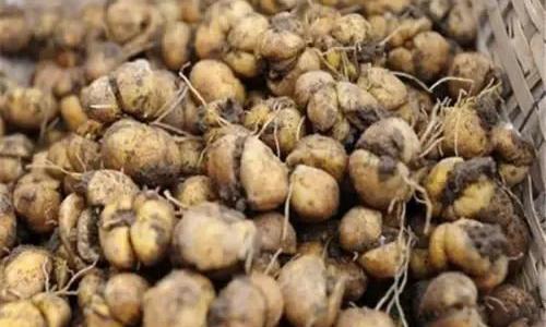 川贝母最新价格（家乡常见植物）