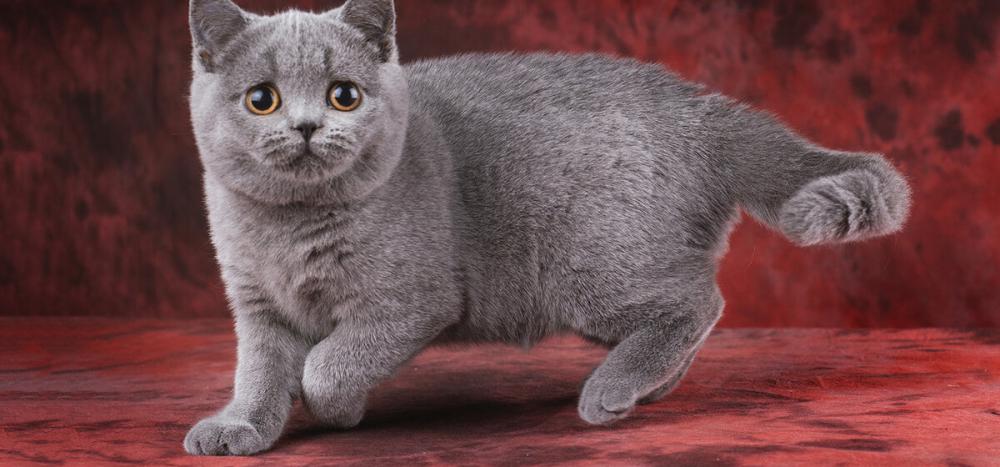英短蓝猫价格（从几百到上万）