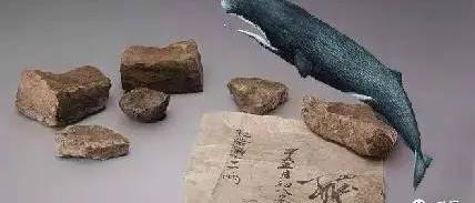 麝香价格（价格堪比黄金的香料）