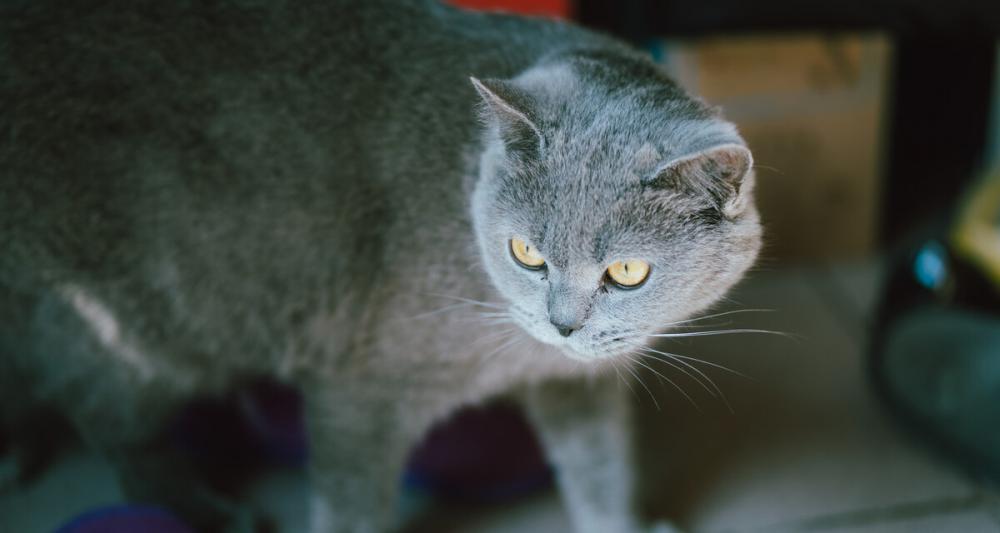 英短蓝猫价格（2021年猫咪最新价格）