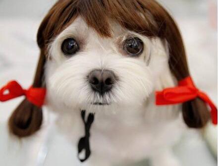 西施犬价格多少钱一只(女生养狗)