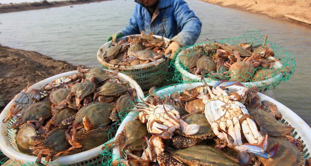 各种石斑鱼价格表（梭子蟹大跌10元）