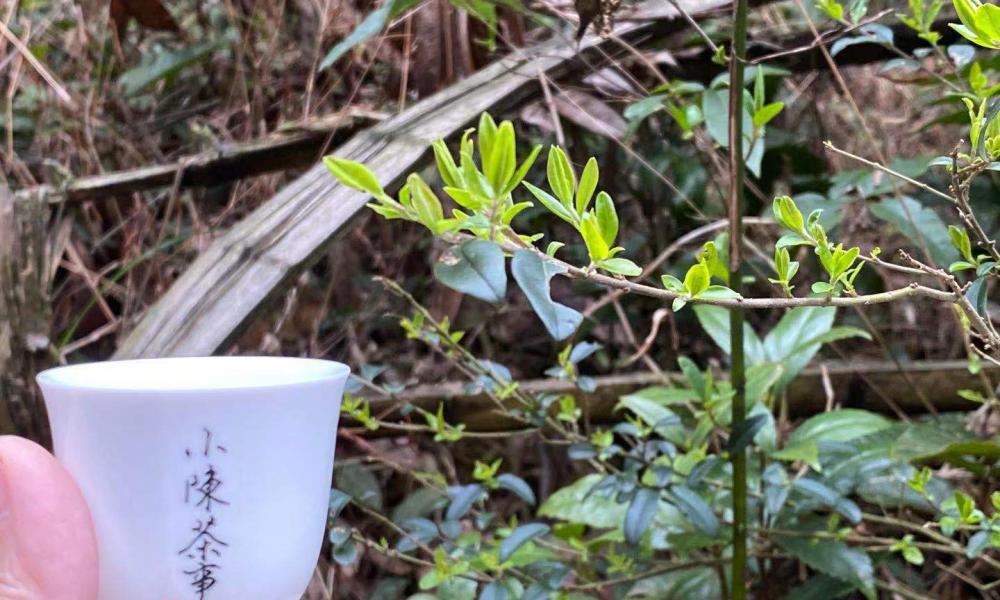 福鼎白茶饼价格（价格便宜的老白茶值得买吗）