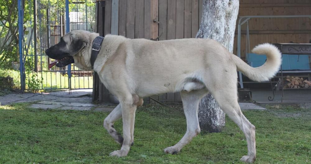 坎高犬價格多少錢一只（這幾種狗單挑能力超強）