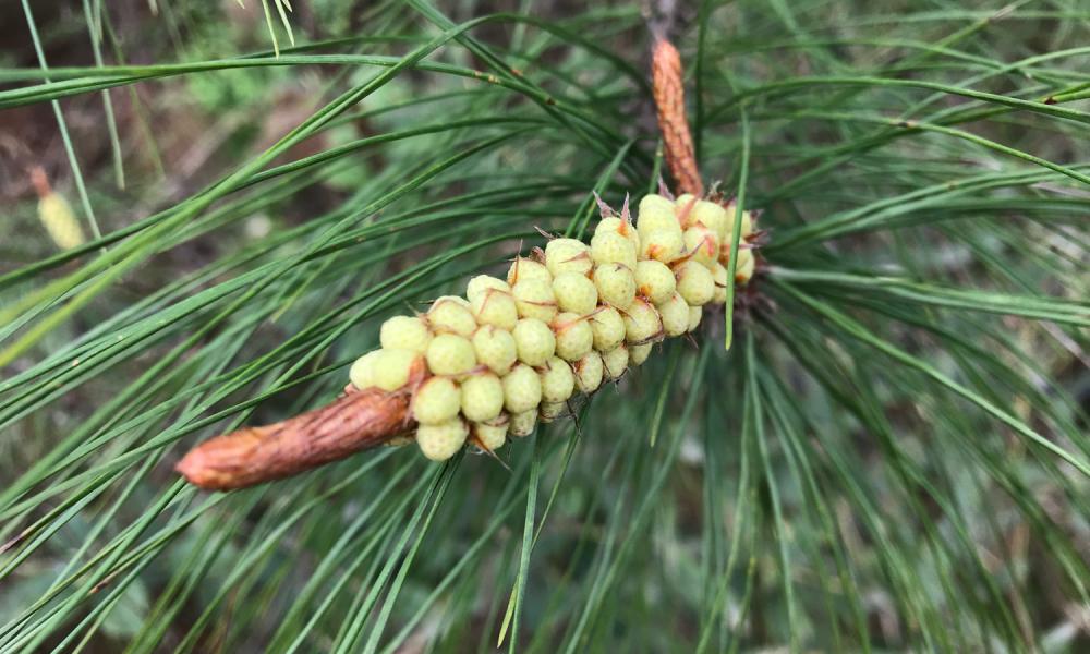 松花粉價(jià)格表（農(nóng)村山上的）