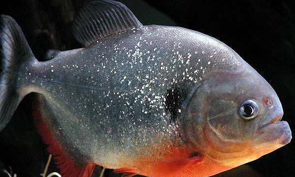 胭脂水虎鱼苗价格（食人鱼）