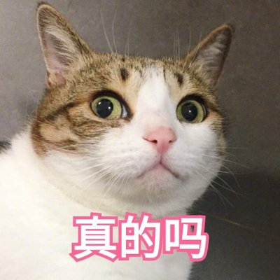 美短猫价格（这些猫）