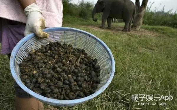 猫屎咖啡的价格（世界最贵的咖啡不是）