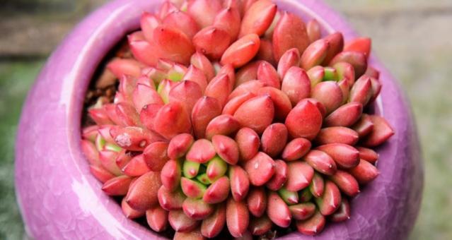 紅寶石多肉價格（多肉紅寶石花名很討喜）