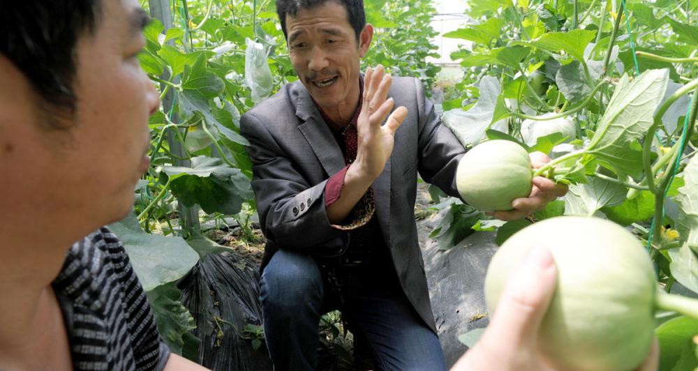 水溶肥價格（便宜沒好貨）