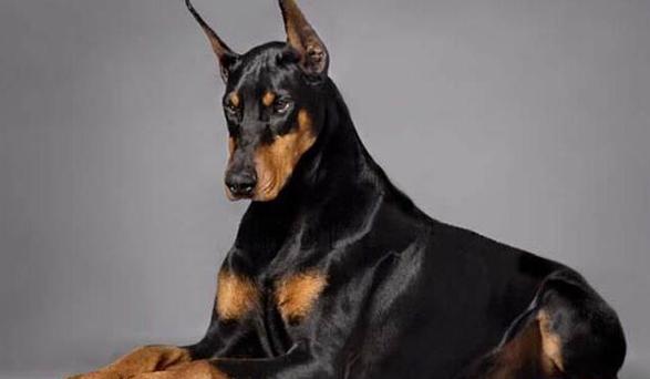 杜宾犬价格（绅士帅气的杜宾犬）