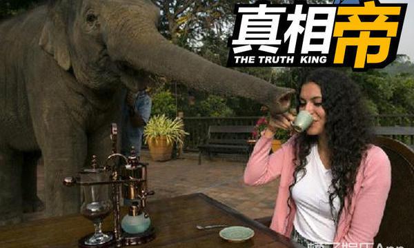 猫屎咖啡的价格（世界最贵的咖啡不是）
