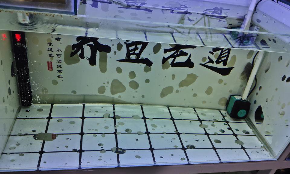 胭脂水虎鱼苗价格（购买罗汉鱼）