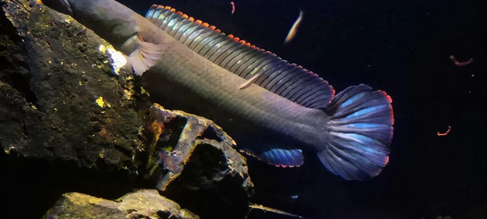 胭脂水虎鱼苗价格（这些常见原生鱼）