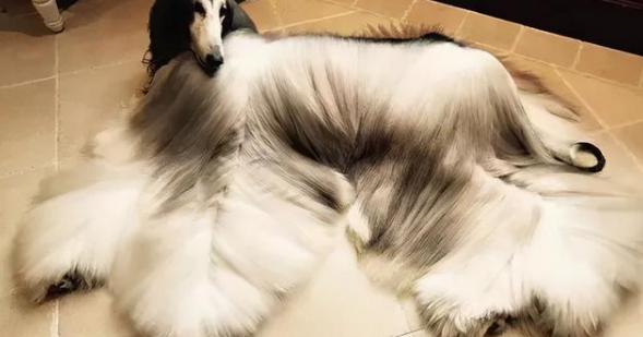 拉布拉多犬價(jià)格多少錢(qián)（這些狗很燒錢(qián)）