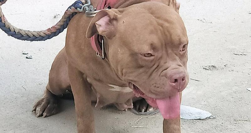 坎高犬价格多少钱一只（这种猛犬性格暴躁）