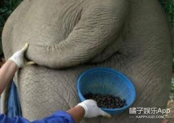 猫屎咖啡的价格（世界最贵的咖啡不是）