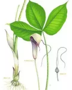 麻玉果的价格（玉米地里）