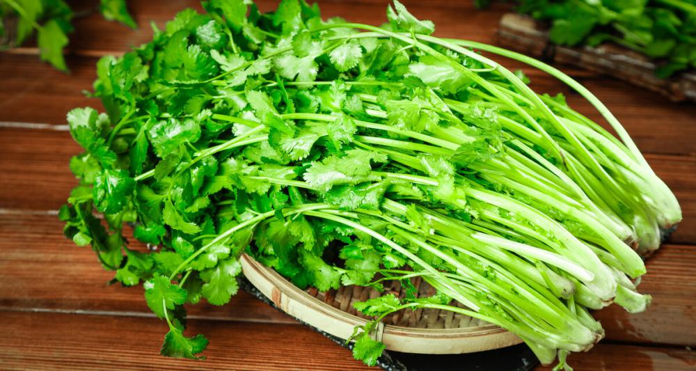 香菜价格最新行情（香菜跌26）