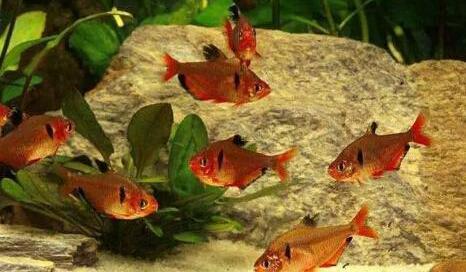 一米二魚缸價格（以一米標準魚缸為例）