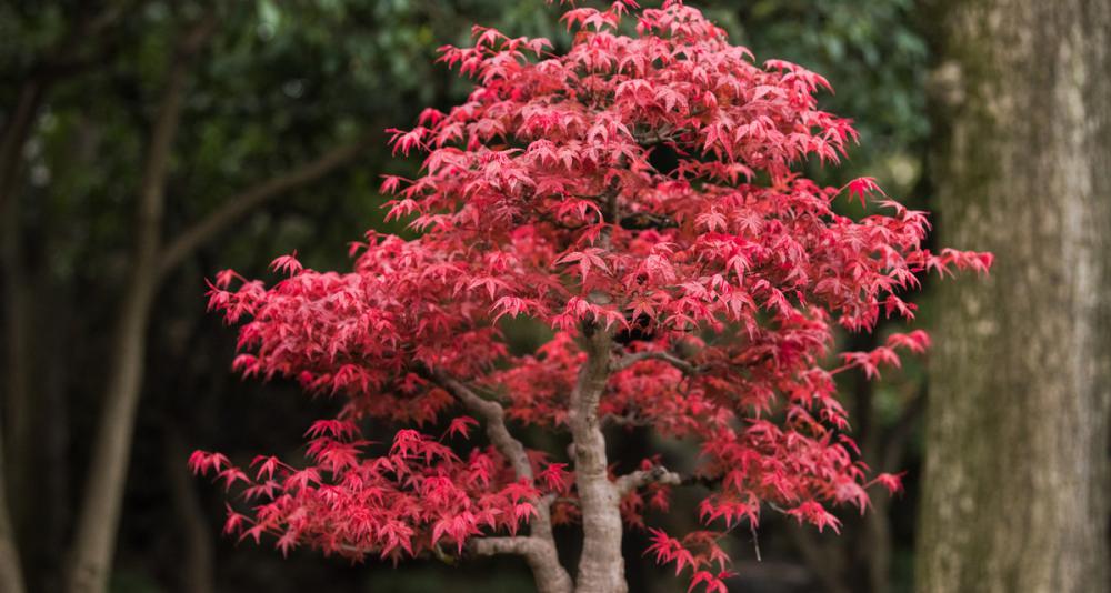 紅楓價格表（價格昂貴的紅楓樹）