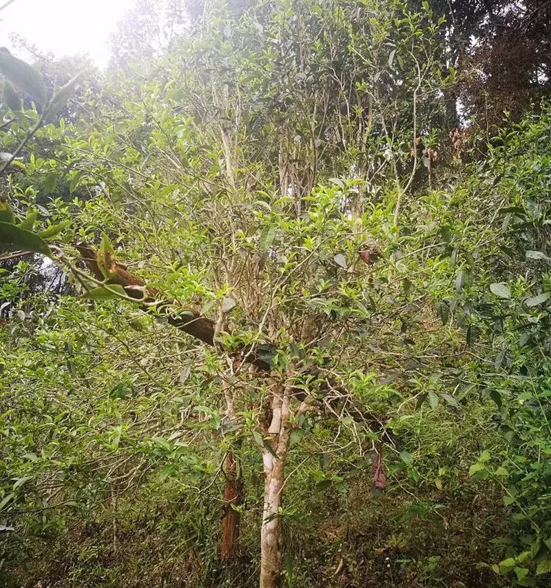 普洱茶的价格（普洱茶价格）
