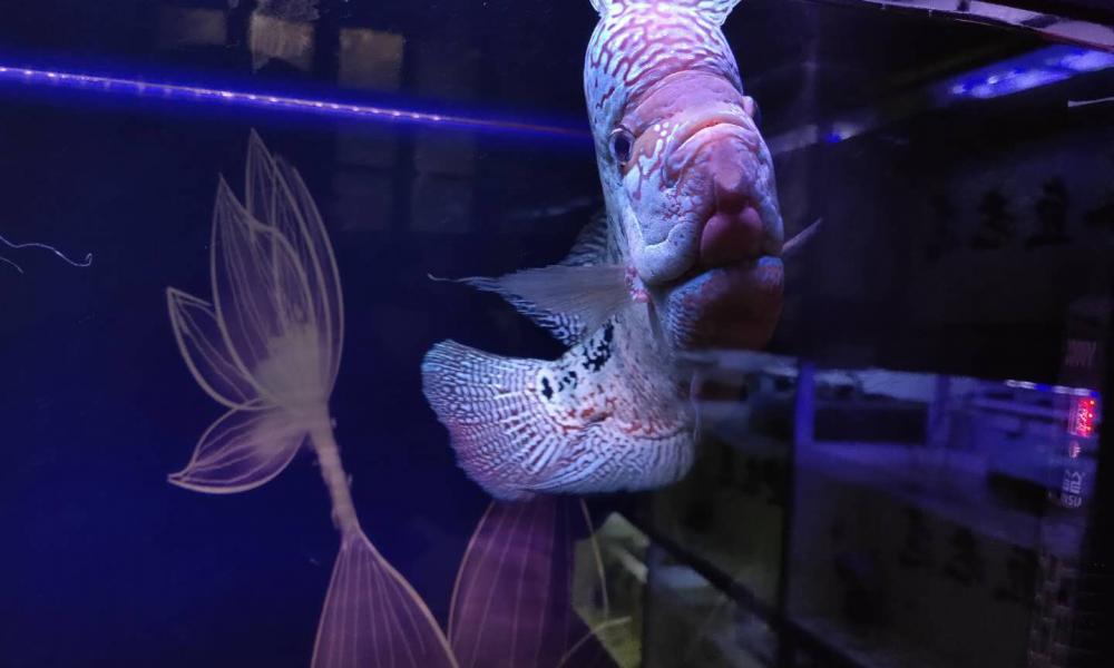 乐事水族箱图片价格（见到观赏鱼要有礼数首先脱帽）