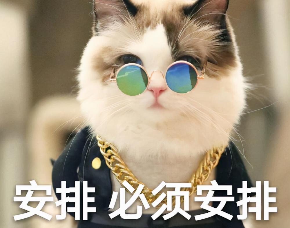 貍花貓價格（網評最）