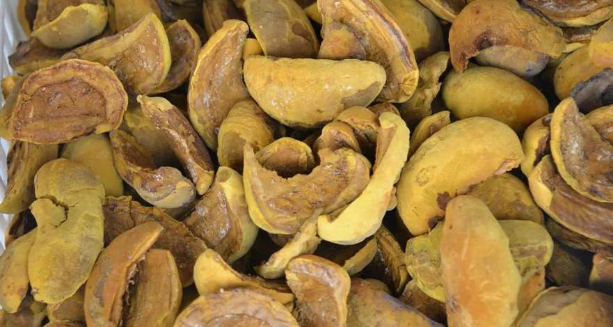 桑黄价格30万一斤（长在桑树上的）