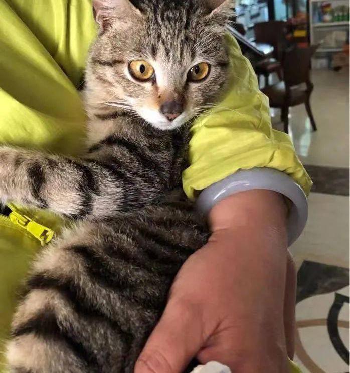 狸花猫价格（狸花猫有多强大）