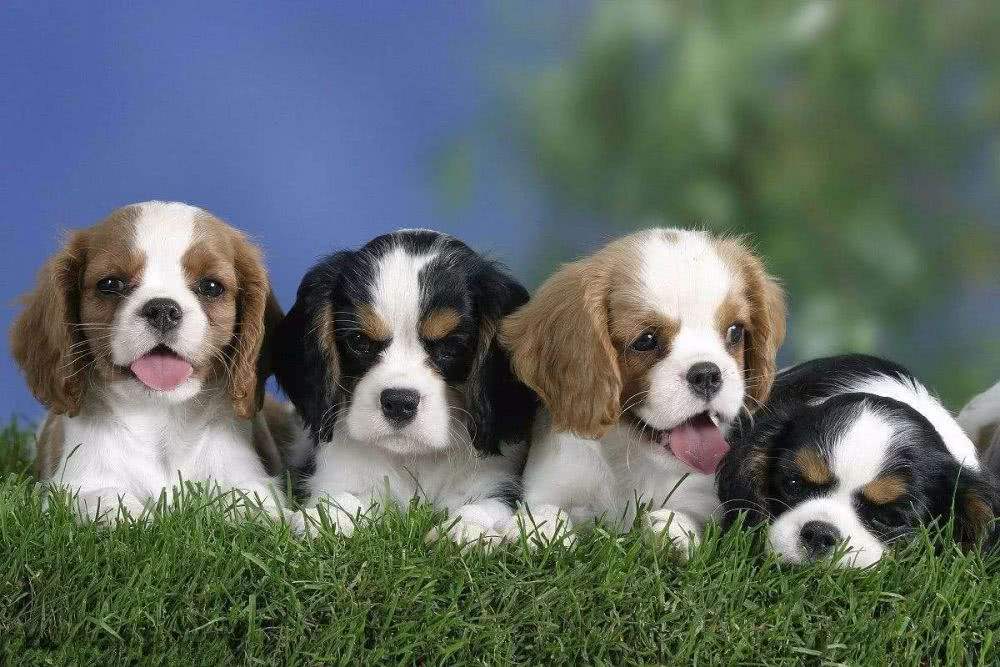 拉布拉多犬的价格（泰迪犬早该失宠了）