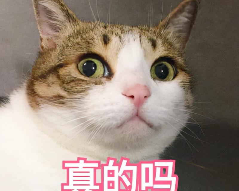 折耳猫价格（网友）