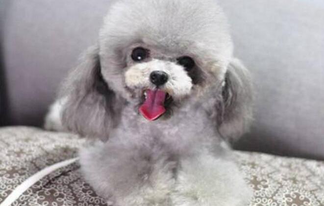 泰迪价格（灰色泰迪犬的价格远远超过其他泰迪犬）