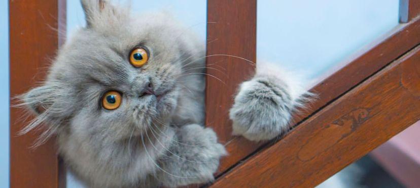 波斯猫价格（关于波斯猫的）