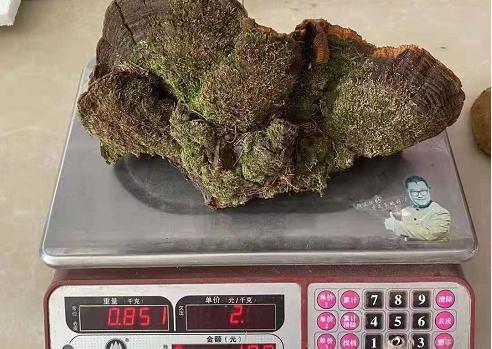 桑黄价格30万一斤（桑黄）
