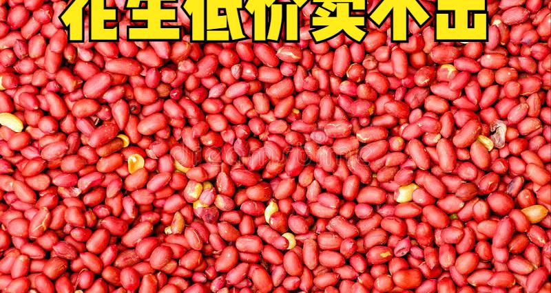 花生期货价格行情（花生价格大跌）