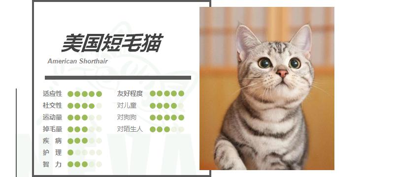 虎斑猫价格（美国短毛猫丨银虎斑）