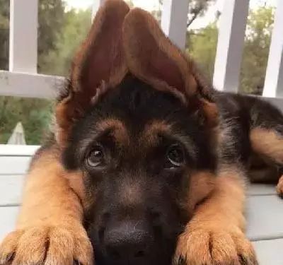 德牧价格（如何挑选品相好的德牧幼犬）