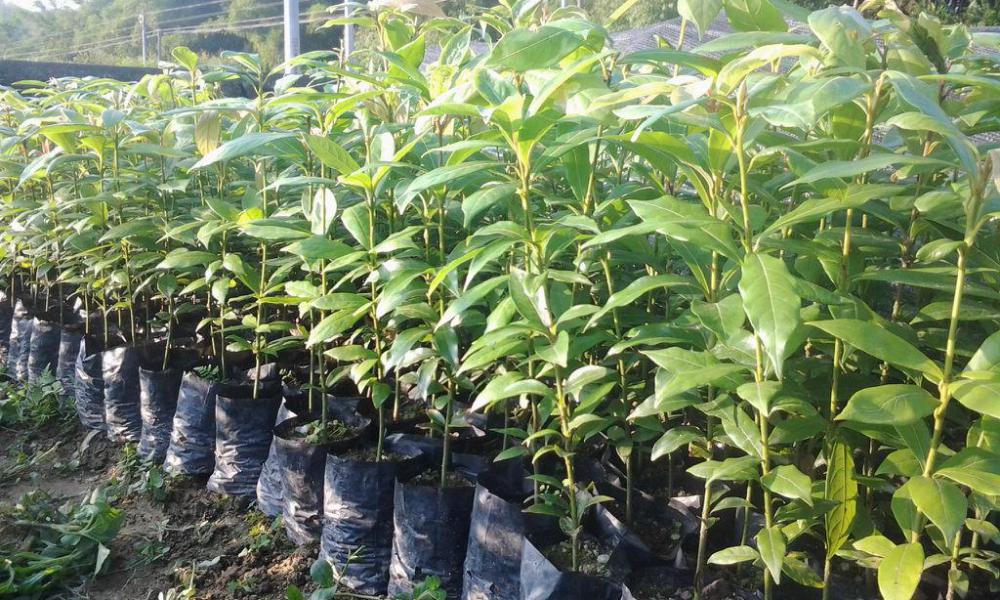楠木价格（金丝楠木价格昂贵）