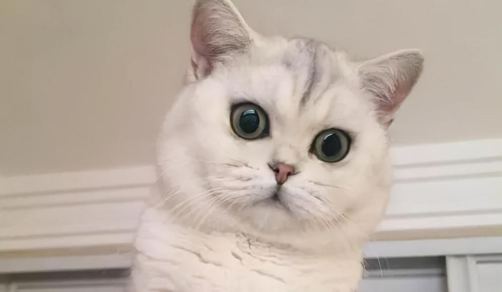 银渐层猫价格（饲养攻略）