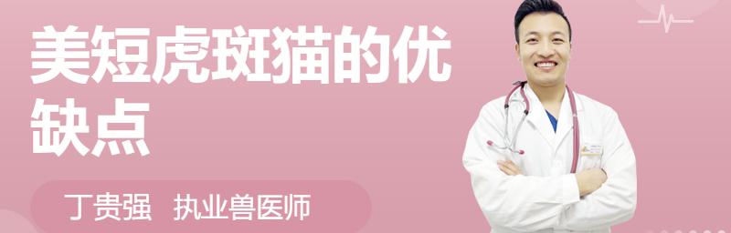 虎斑猫价格（美短虎斑猫呢么可爱）