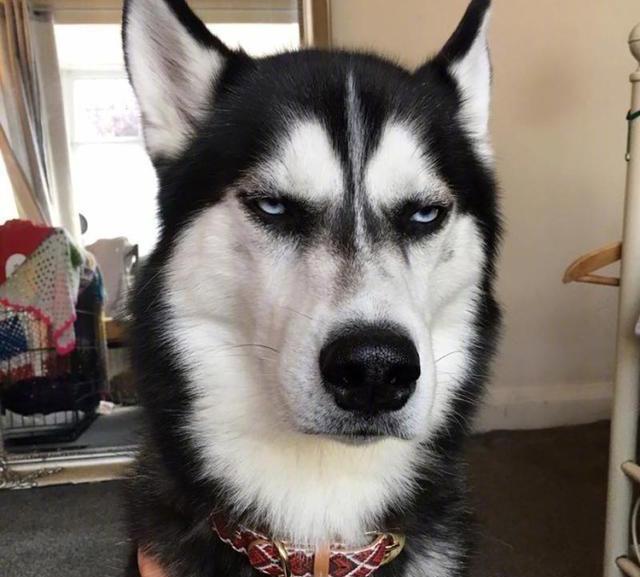 捷克狼犬價格（養這5種狗狗）